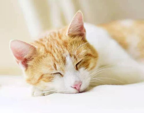 甜甜私房猫表情包png无线充电技术