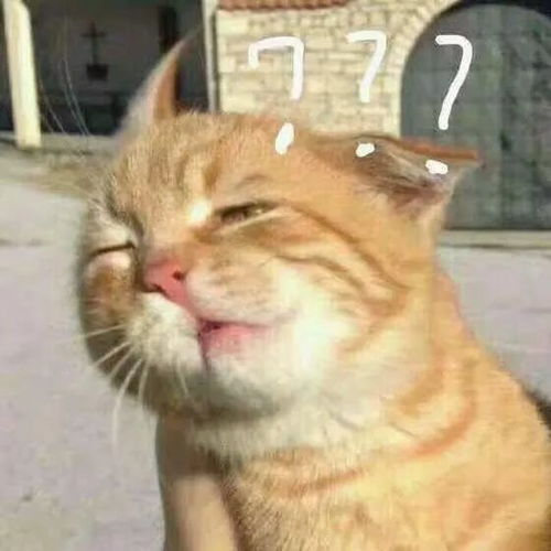 求教怎么吵赢自家的猫,我气得心脏病都快犯了
