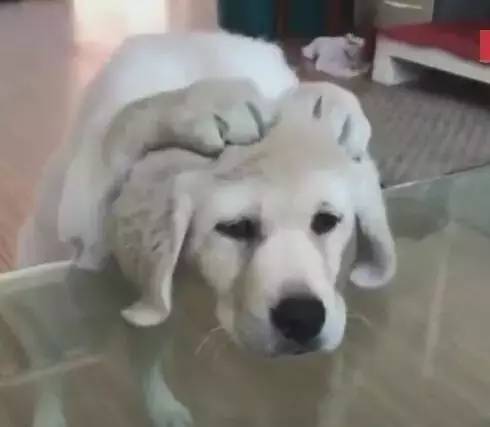 狗狗抱头认错,表情委屈,仔细一瞧差点没笑出声