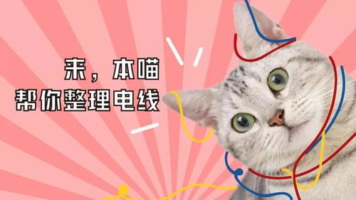 铲屎官旅游不带猫,注意三点保护猫咪安全,让爱猫独自呆家一周