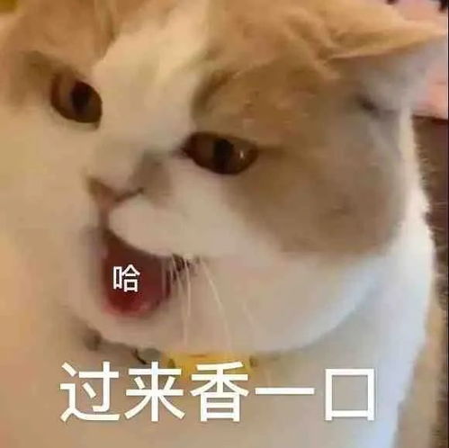 表情包过来给我香一个