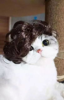 求这只小猫的组图,应该有其他的表情