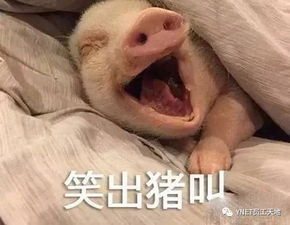 2018ynet黑马战队展示第二弹鼓励师的工作成果在你弹指间,赶快来点赞投票