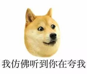 萌宠网红养成记