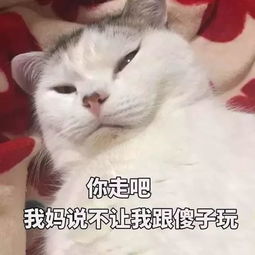 提问你的猫叫什么名字