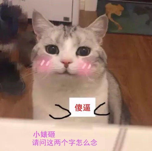 喵铲屎的,请问这两个字怎么念