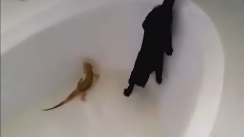 好奇害死猫,不是没有道理的