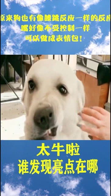 原来狗也有像膝跳反应一样的反应,嘴好像不受控制一样,可以做成表情包