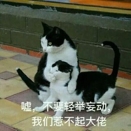 哪里有好玩的表情包猫咪