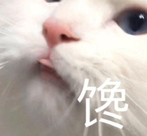 表情包如果不是没人爱,谁又愿意当舔狗呢