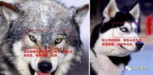 混入狼群的哈士奇狗生逆袭,迎娶母狼,最近还当了爸爸