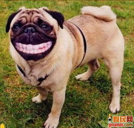 宋小宝表情包高清图片微笑狗