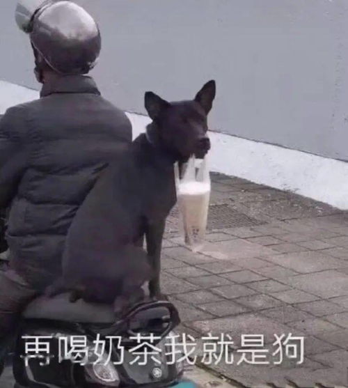 可爱沙雕微信表情包你要去洗澡去吧去吧
