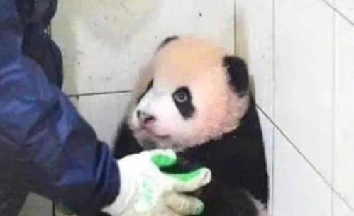饲养员拿走熊猫的球,不料熊猫直接变脸,看完下一秒表情忍住别笑