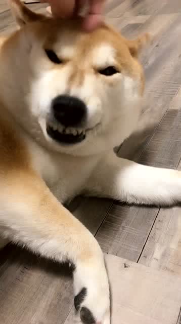 主人给柴犬挠头,狗狗一脸的享受,这表情也是没谁了