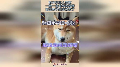 狗子听主人唱歌,一脸一言难尽的表情,看出狗子生无可恋了