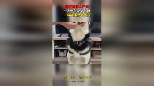 狗子表情太严肃,主人一件物品上嘴,二哈本质立马暴露