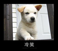 转贴可爱的小猫小狗