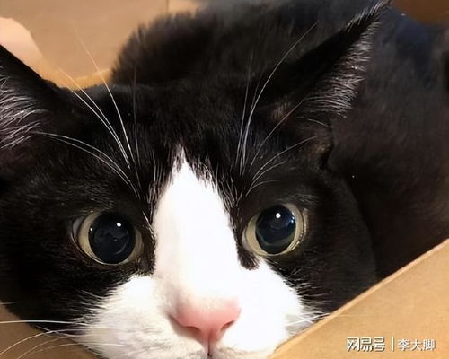 奶牛猫对你发出这6个信号,那么恭喜你,它很信任你