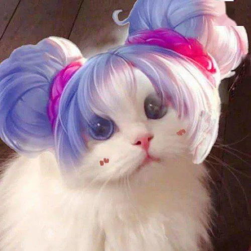 历史回顾网红猫咪kiwi王者荣耀表情包