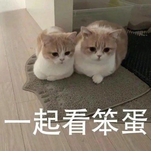 沙雕表情我心爱的狗东西在吗