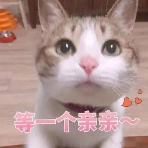 我的猫猫既然能感知到我怀孕了