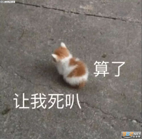 揭不开锅图片表情小猫小狗卖惨表情包下载乐游网游戏下载