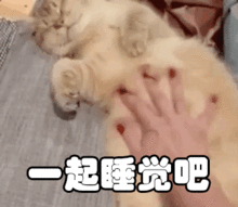 和宠物同床共枕的完全指南