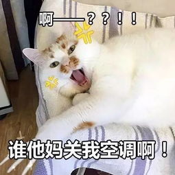 表情包早晨醒来发现关了空调是一种怎样的体验