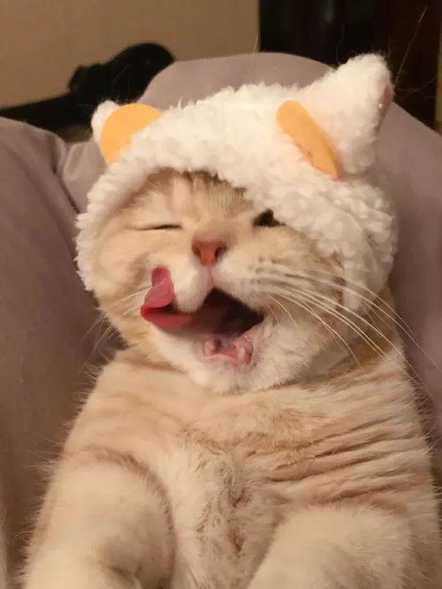 小橘猫的撩人套路实在是太高了