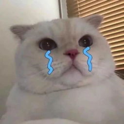 据说,这就是私房主一天的哈哈