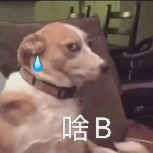 超实用怼人表情包丨呵呵,真是令人发笑呢
