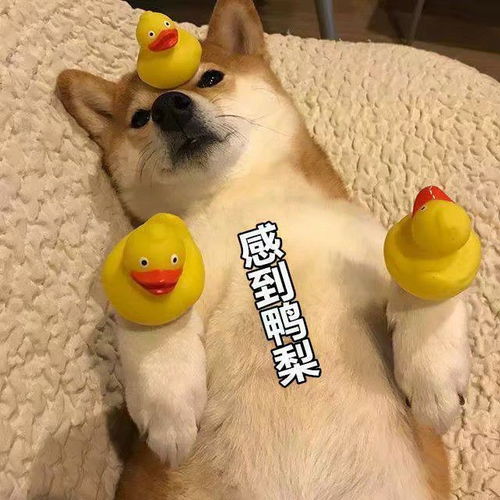 直男都用些什么表情包