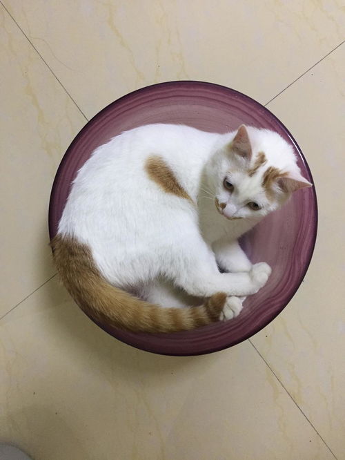 捡了小猫6.21豆瓣不让加图了