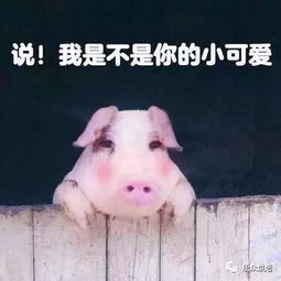 日常吸猪