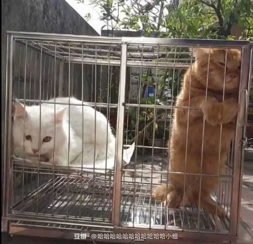 怎么最近多了这么多黑粉要进组