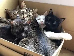 主人拍下猫咪好笑的表情,没想到被旁边的猫瞪了一眼,惹不起啊