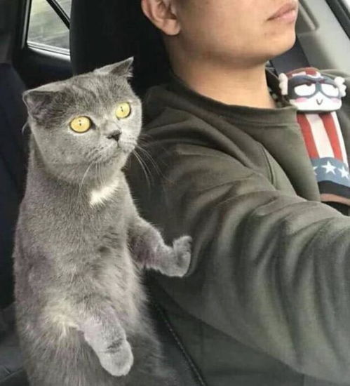 导语男子开车带猫咪出去玩,转头看到猫咪的表情,男子笑喷了