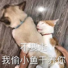 猫狗表情包微信公众号干嘛