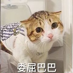 被骗了吧表情包宠物猫