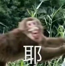 每日表情丨眉有感情