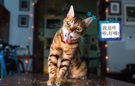 真搞不懂,为什么猫吃薄荷那么嗨