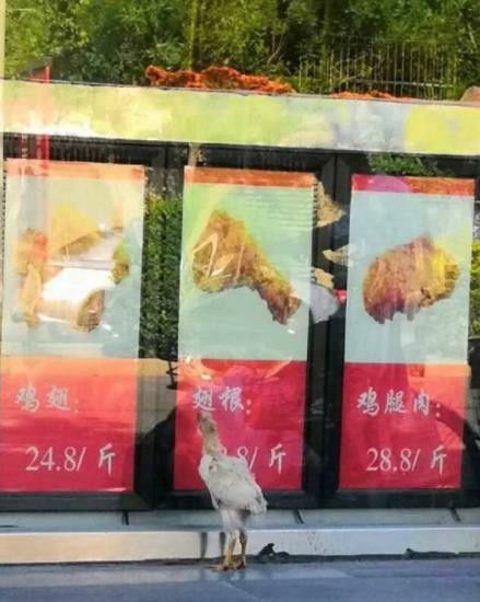 搞笑gif段子告诉我你看见什么了,让你有这样萌萌哒的表情媳妇
