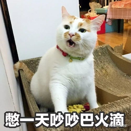 心痛两网红相继去世,今年剩下的日子该怎么活
