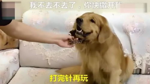 金毛要出去滑雪了,好开心,下一秒却听到要先打针,表情瞬间变了
