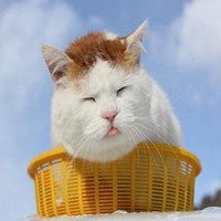 呕呕呕猫咪表情包微信头像图片大全