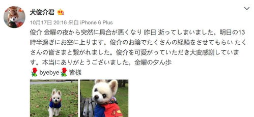 网宠鼻祖15岁的俊介去世,曾承包了无数人的头像和表情包