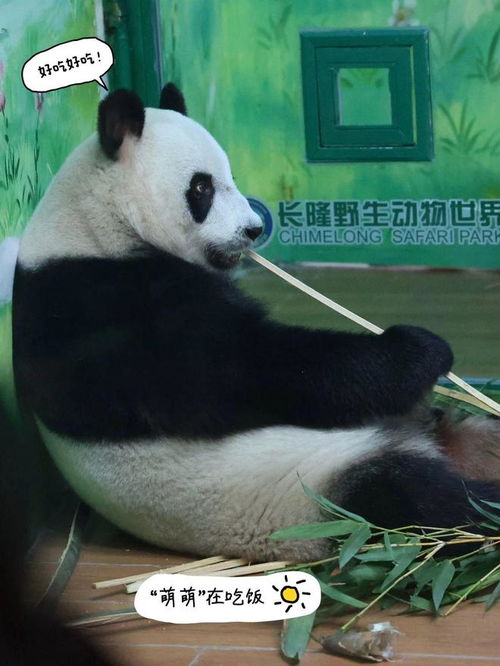 广州熊猫崽崽的满月宴,到底谁在啊