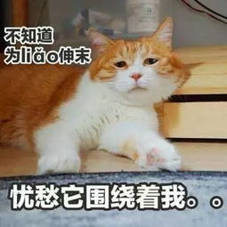 穆岩来看本女王的学猫叫