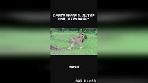 雄狮闻了闻母狮的气味后,露出了搞笑的表情,这是爱情的味道吗